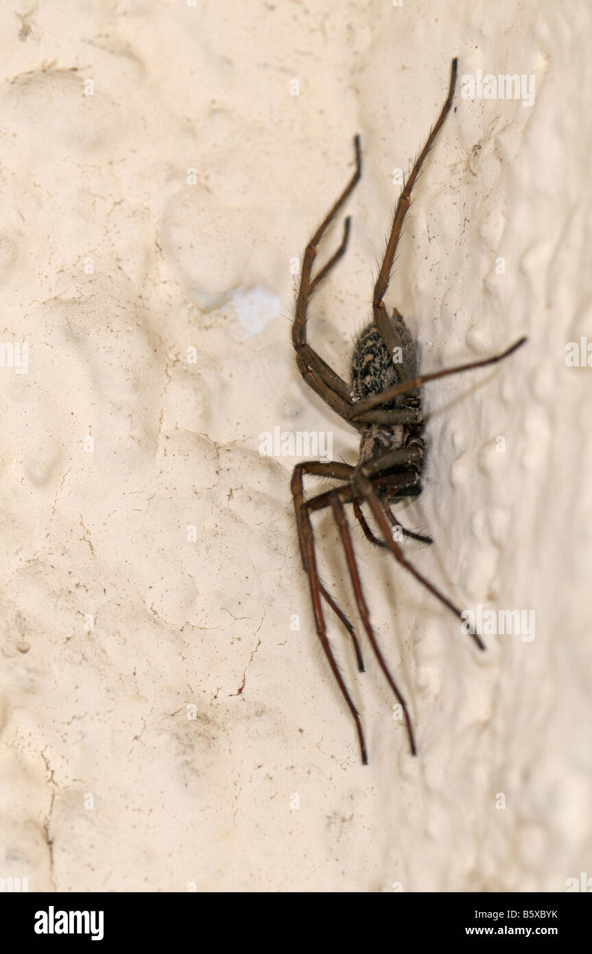 Giant European House Spider (Tegenaria atrica, Tegenaria gigantea) on a wall Stock Photo