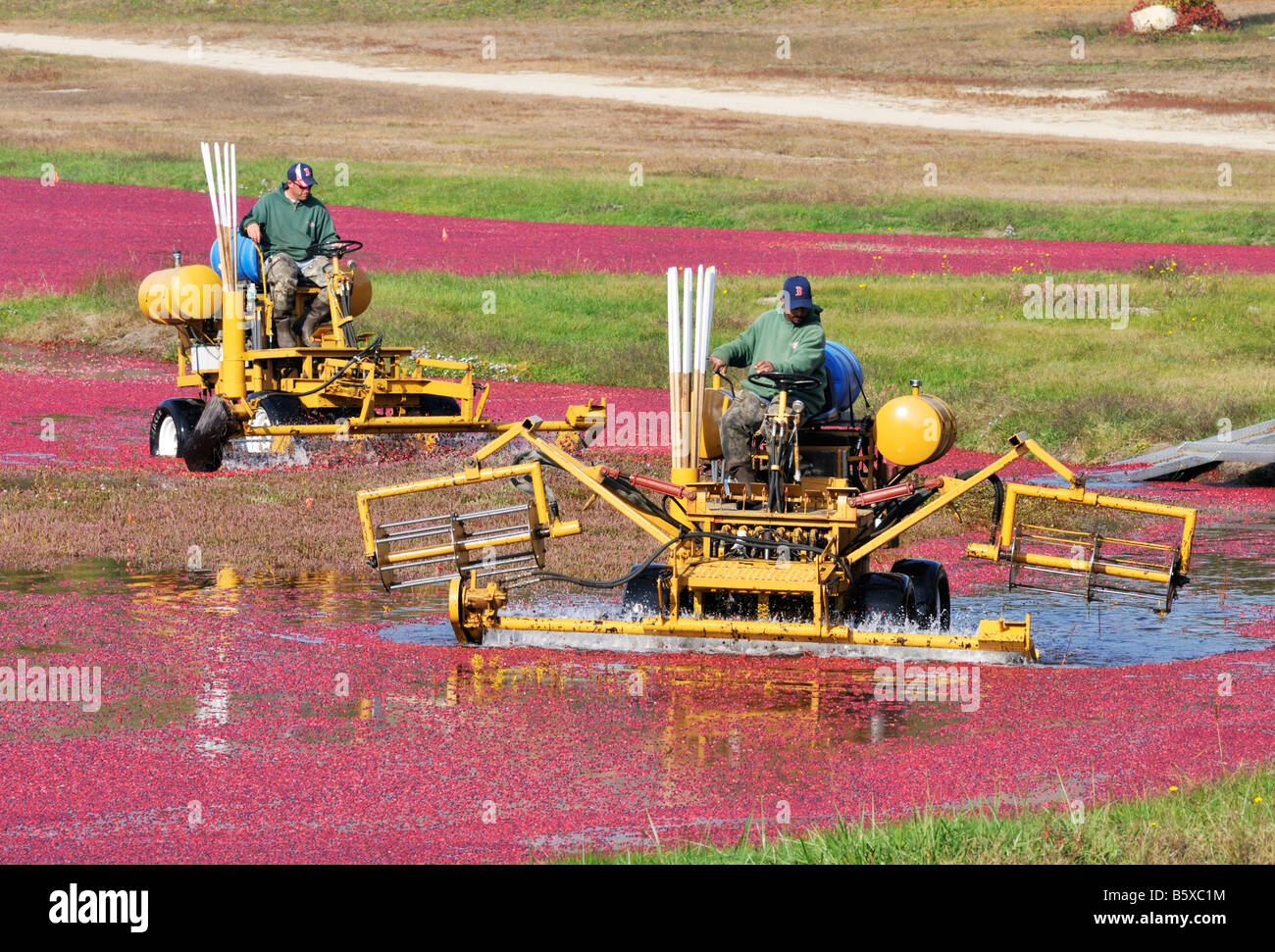 2 men on harvesting machines in flooded cranberry bog in New England in autumn Stock Photo