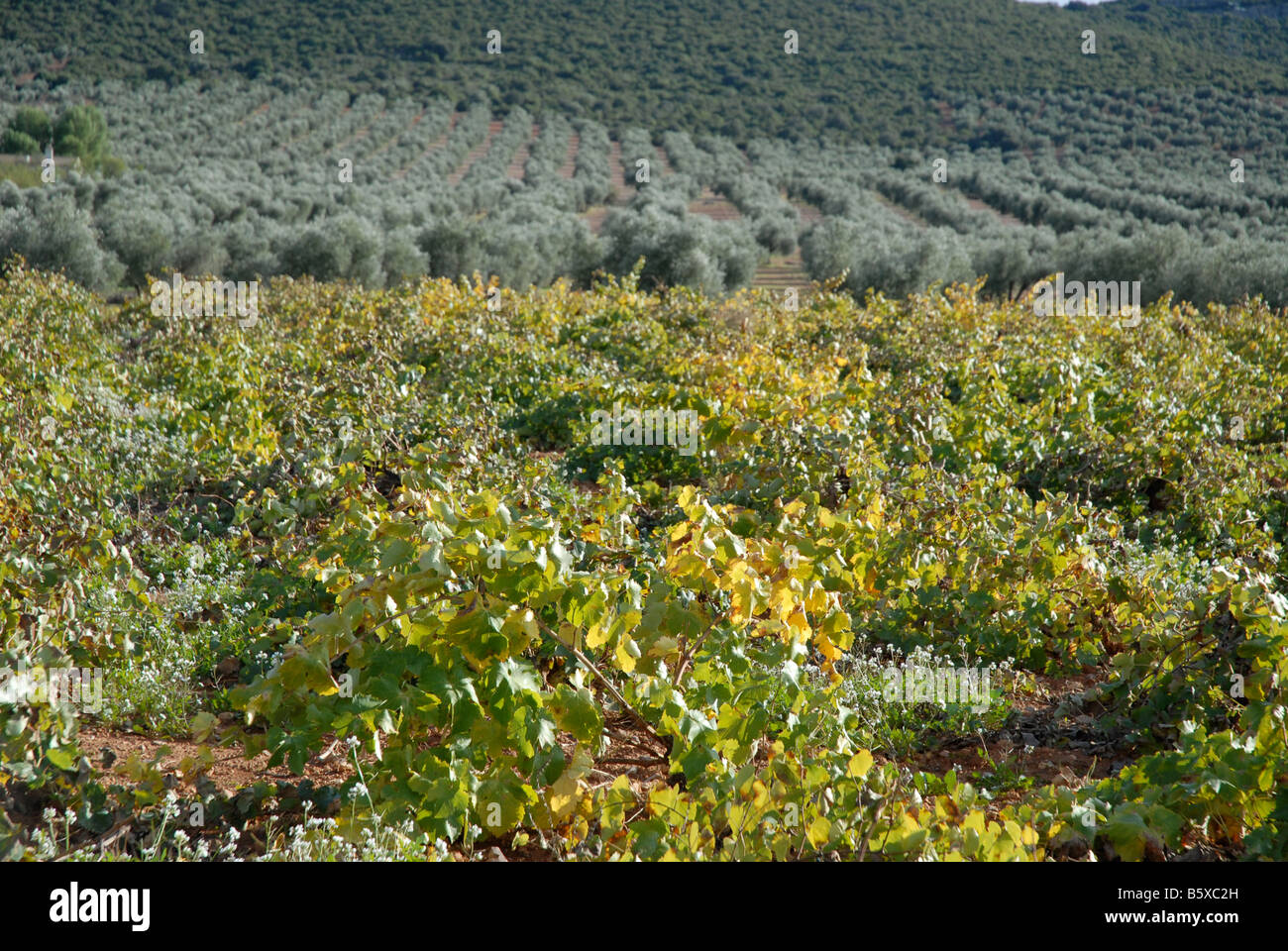 vineyard and olive orchard, near Puerto Lapice, Ciudad Real Province, Castile-La-Mancha, Spain Stock Photo