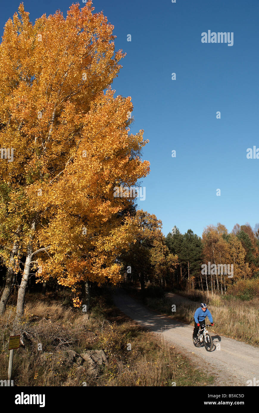 Mountainbiker in autumn forest near Stockholm Stockholms Lan Sweden Oktober 2007 Stock Photo