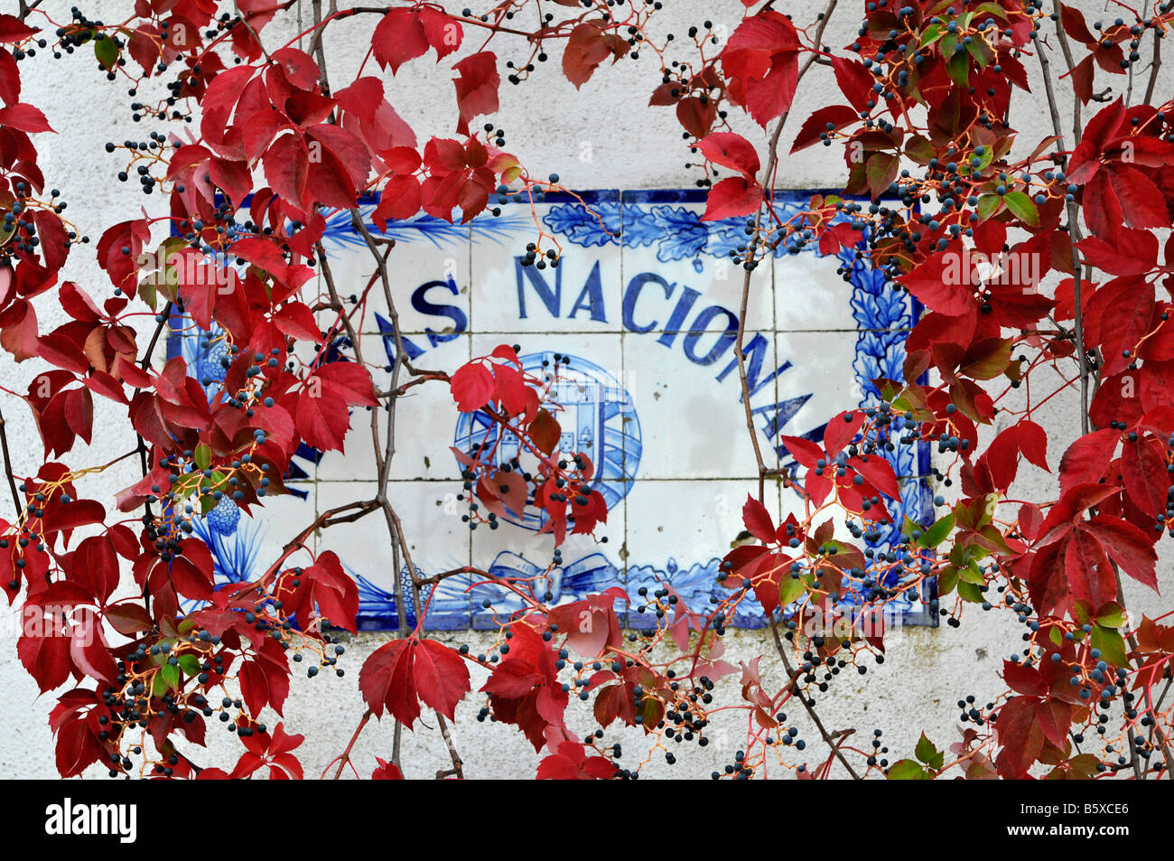 Virginia creeper over a informative plaque. Matas Nacionais. Tomar, Portugal Stock Photo