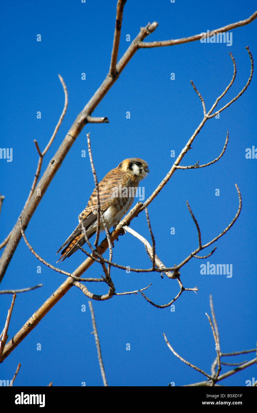 American Kestrel (Falco sparverius) waits for prey, Crown Hill Park, Lakewood, Colorado US Stock Photo