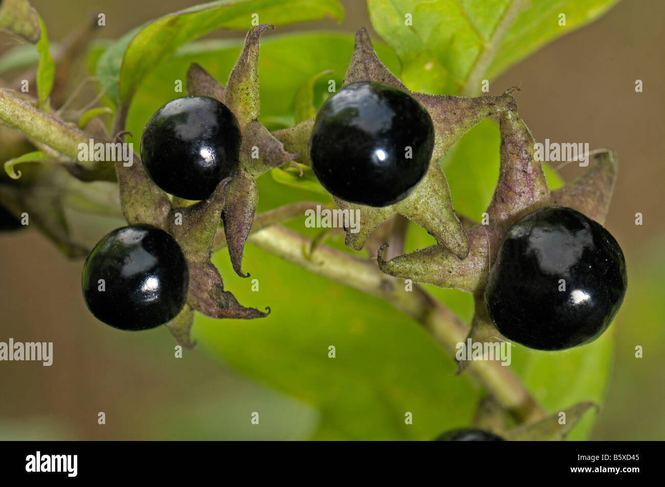 Deadly Nightshade (Atropa belladonna), twig with berries Stock Photo