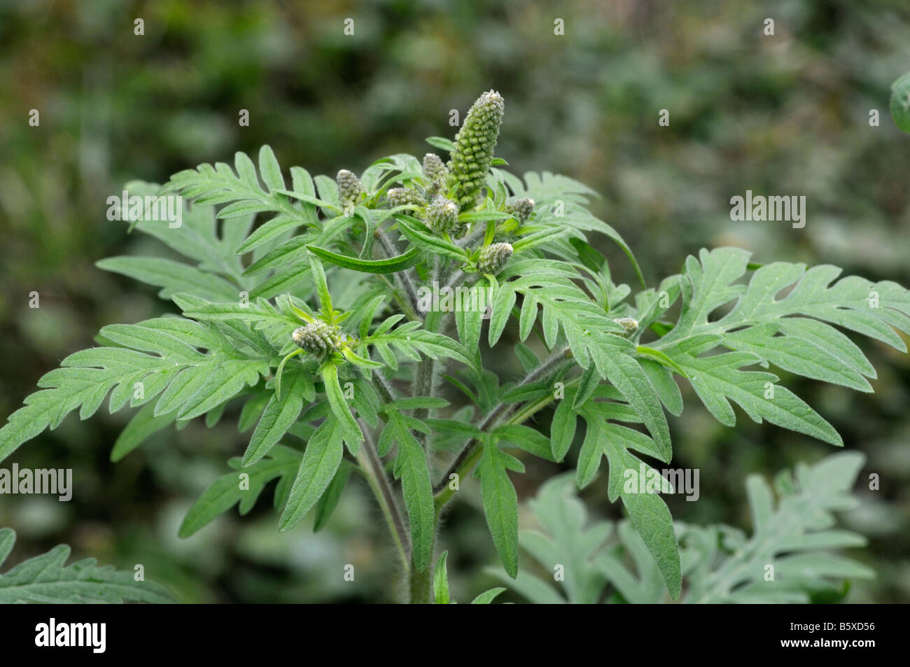 Annual Ragweed, Common Ragweed (Ambrosia artemisiifolia). Young plant with flower buds Stock Photo