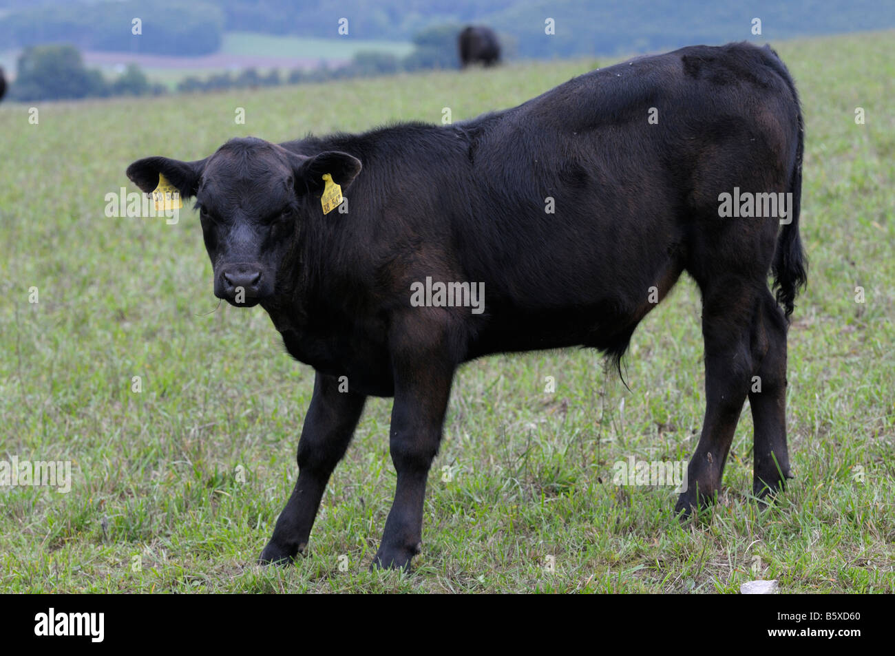 German Angus Cattle (Bos taurus), black bull calf on a pasture Stock