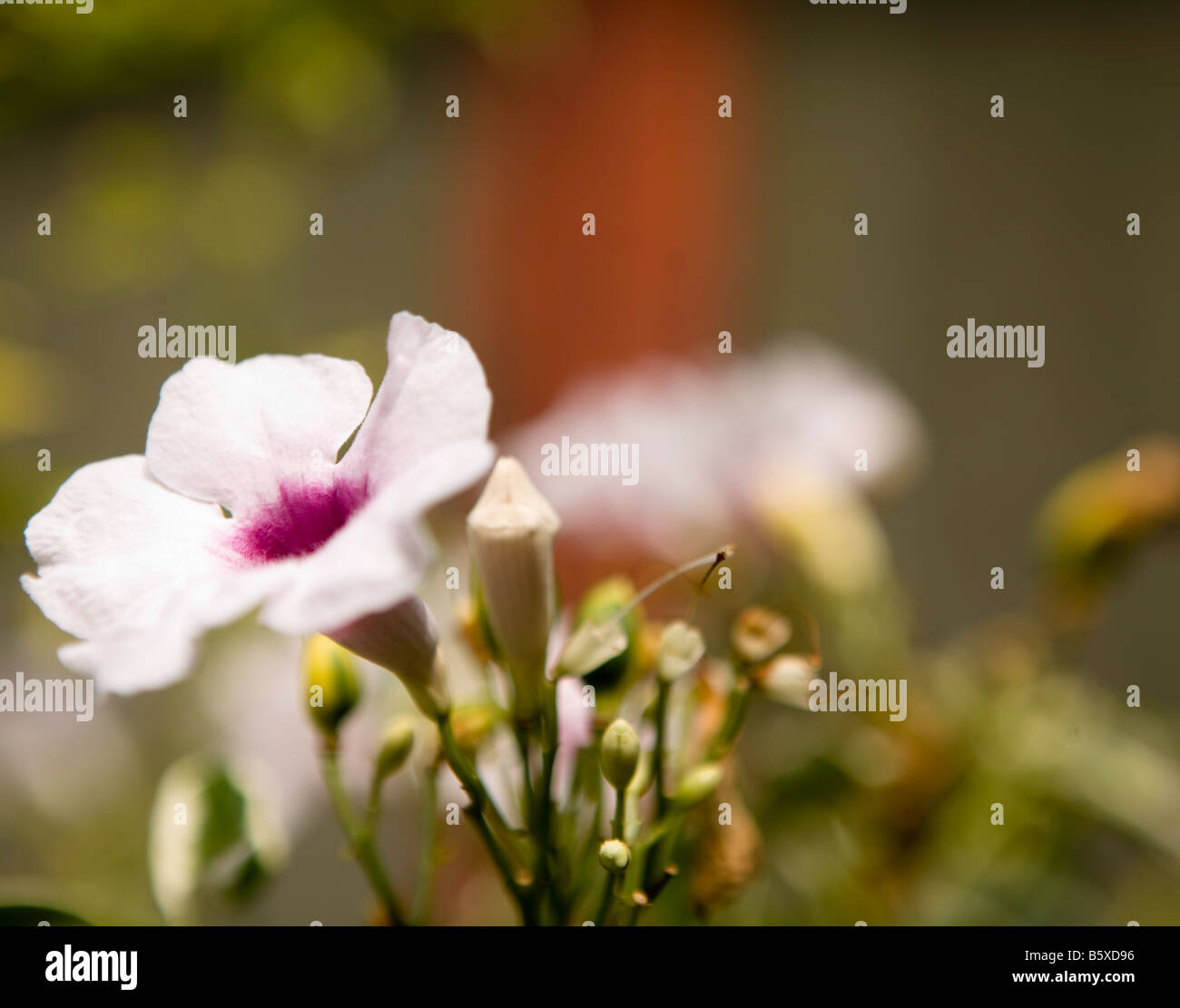 White flower with pink middle Stock Photo Alamy
