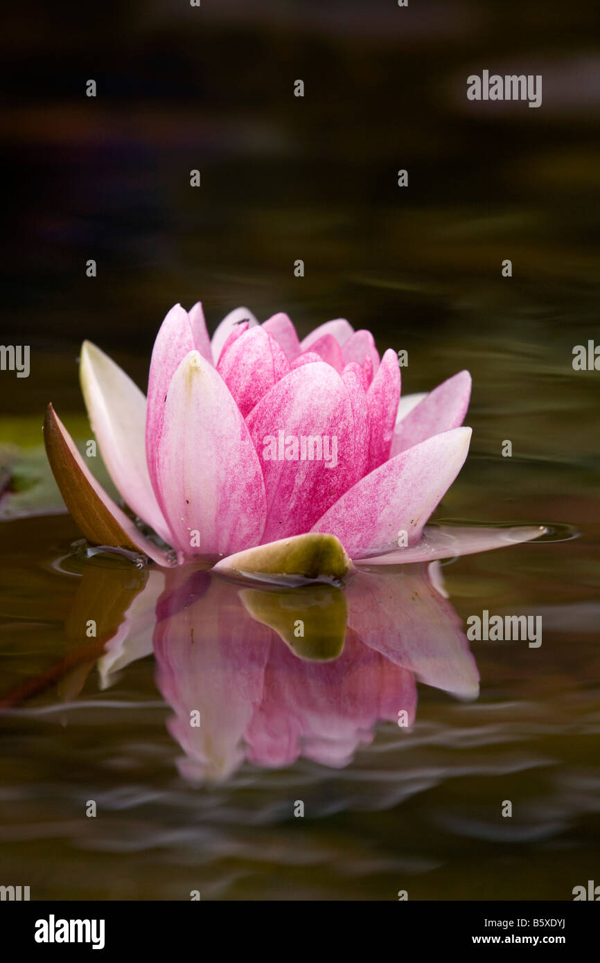 water lily garden pond Stock Photo Alamy