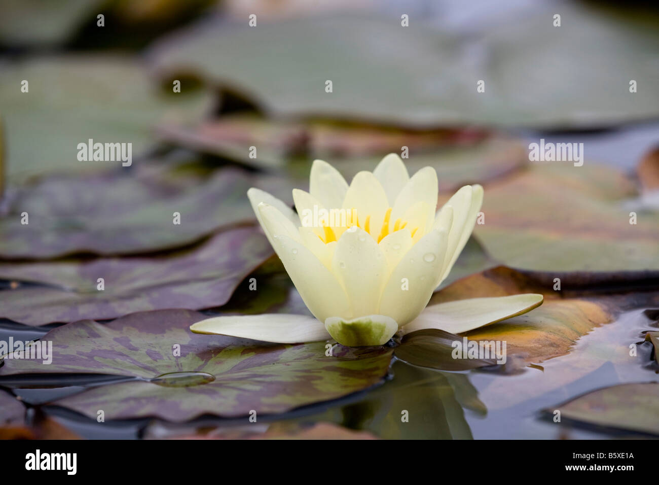 water lily garden pond Stock Photo Alamy