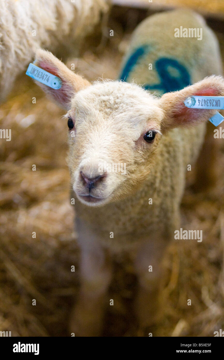 New born lamb Stock Photo Alamy