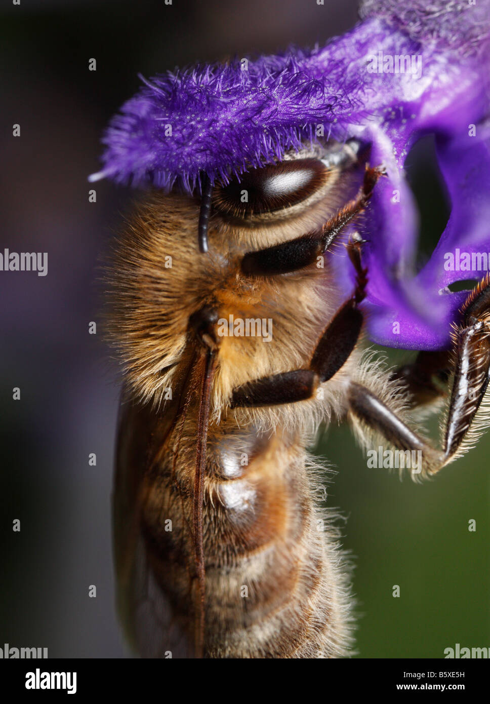 Honeybee (Apis mellifera), feeding on a sage flower (salvia) Stock Photo