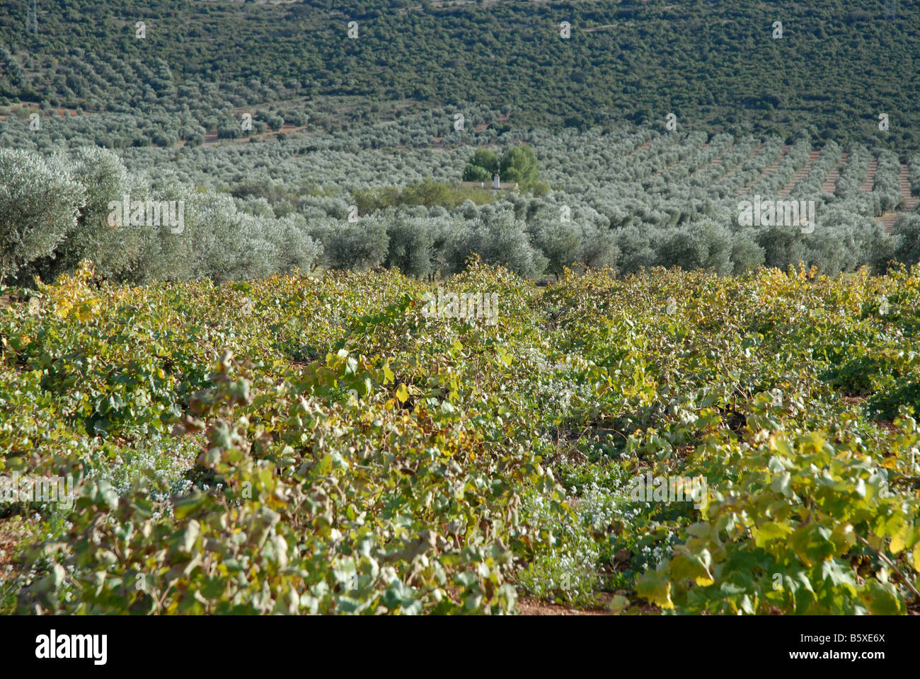 vineyard and olive orchard, near Puerto Lapice, Ciudad Real Province, Castile-La-Mancha, Spain Stock Photo