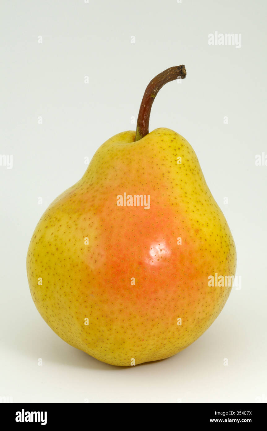 Common Pear, European Pear (Pyrus communis), variety: Williams Christ, ripe fruit, studio picture Stock Photo