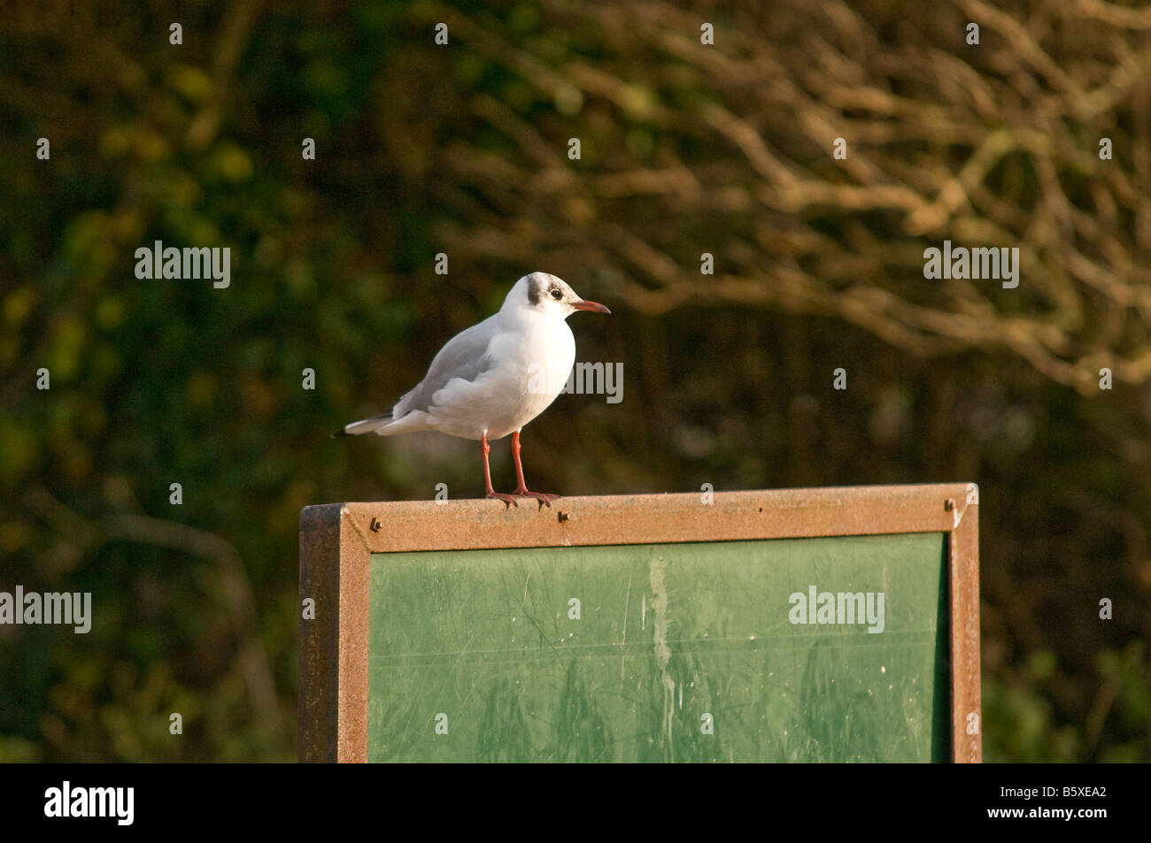 Black Headed Gull sitting on a signage board in Cosmeston Lakes Nature Park Penarth south Wales Stock Photo
