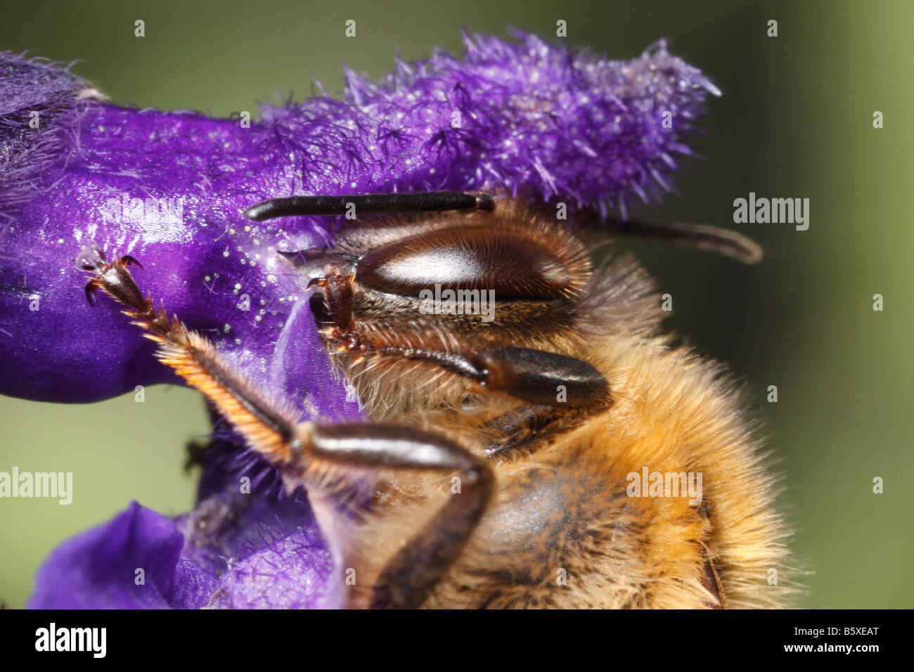 Honeybee (apis mellifera), feeding on sage Stock Photo