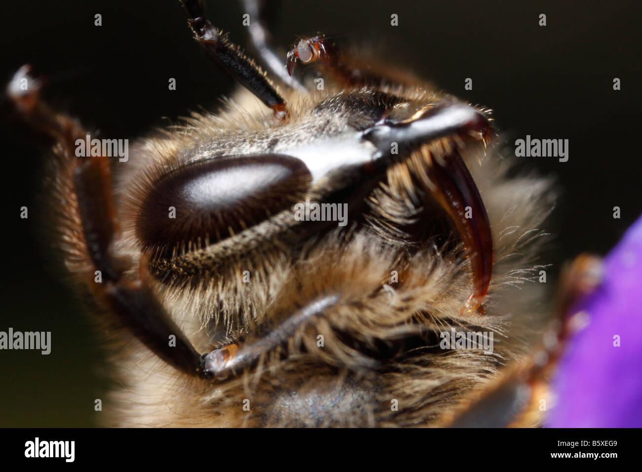 Honeybee grooming itself (Apis mellifera) Stock Photo