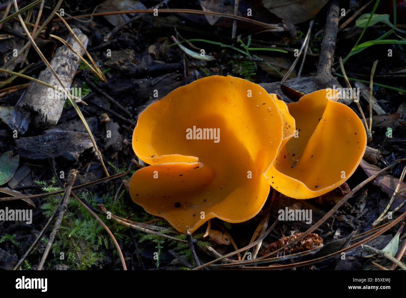 Orange Peel Fungus Stock Photo