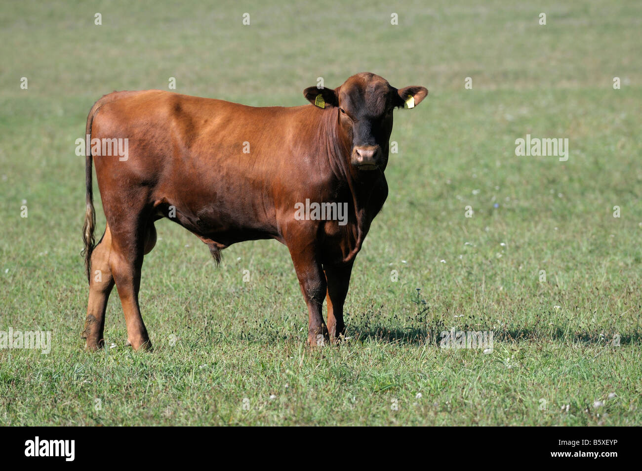 German Angus Cattle (Bos taurus), young red bull on a pasture Stock ...