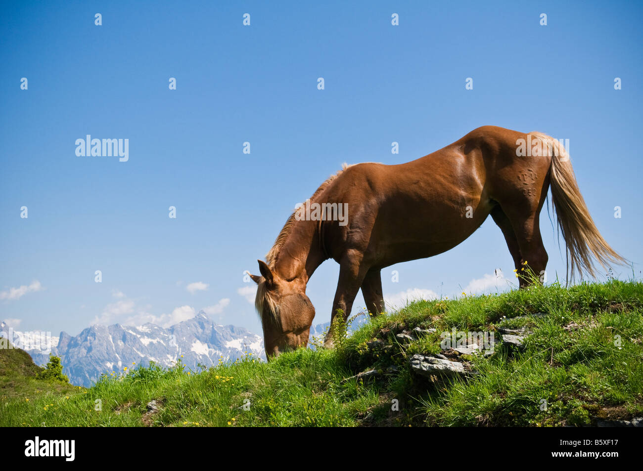 Young horse grazes on summer alpine grass along trail in Austrian Alps Near Maria Alm, Austria Stock Photo