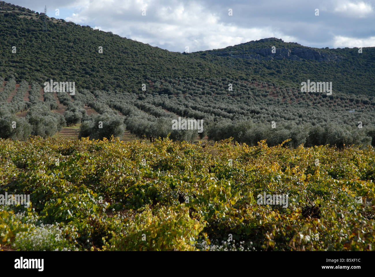 vineyard and olive orchard, near Puerto Lapice, Ciudad Real Province, Castile-La-Mancha, Spain Stock Photo