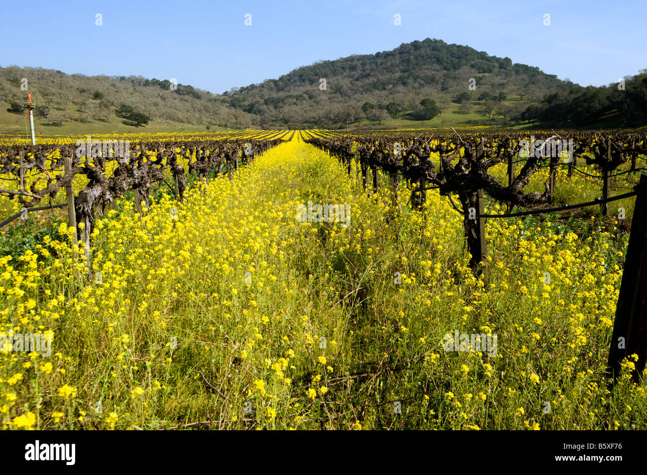 Mustard growing between grape vines in Napa California Stock Photo Alamy