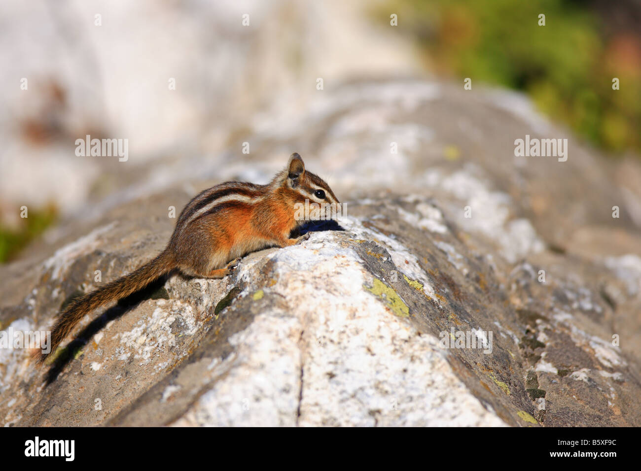 Least Chipmunk perched on a rock Stock Photo