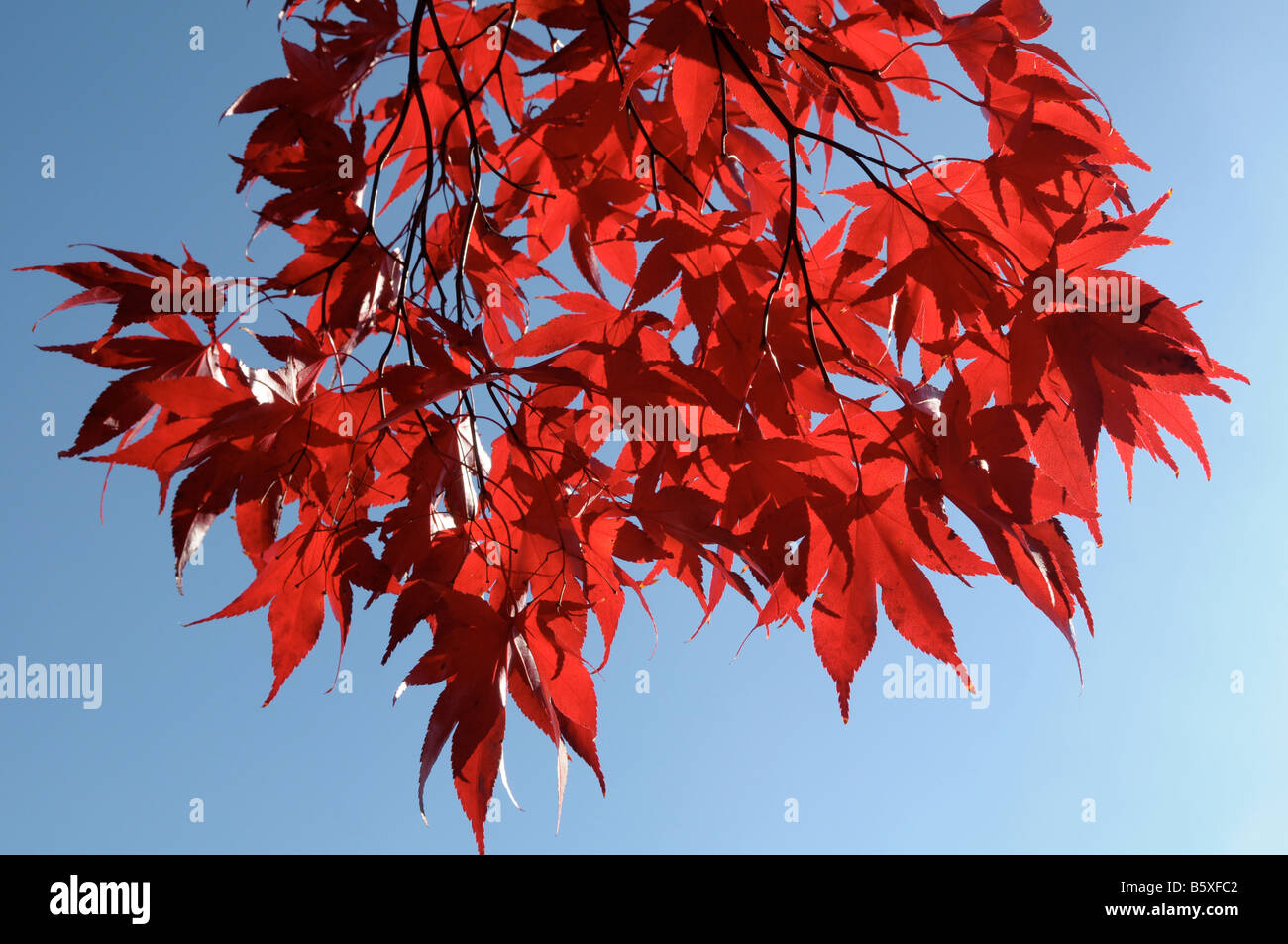 Red japanese maple hi-res stock photography and images - Alamy