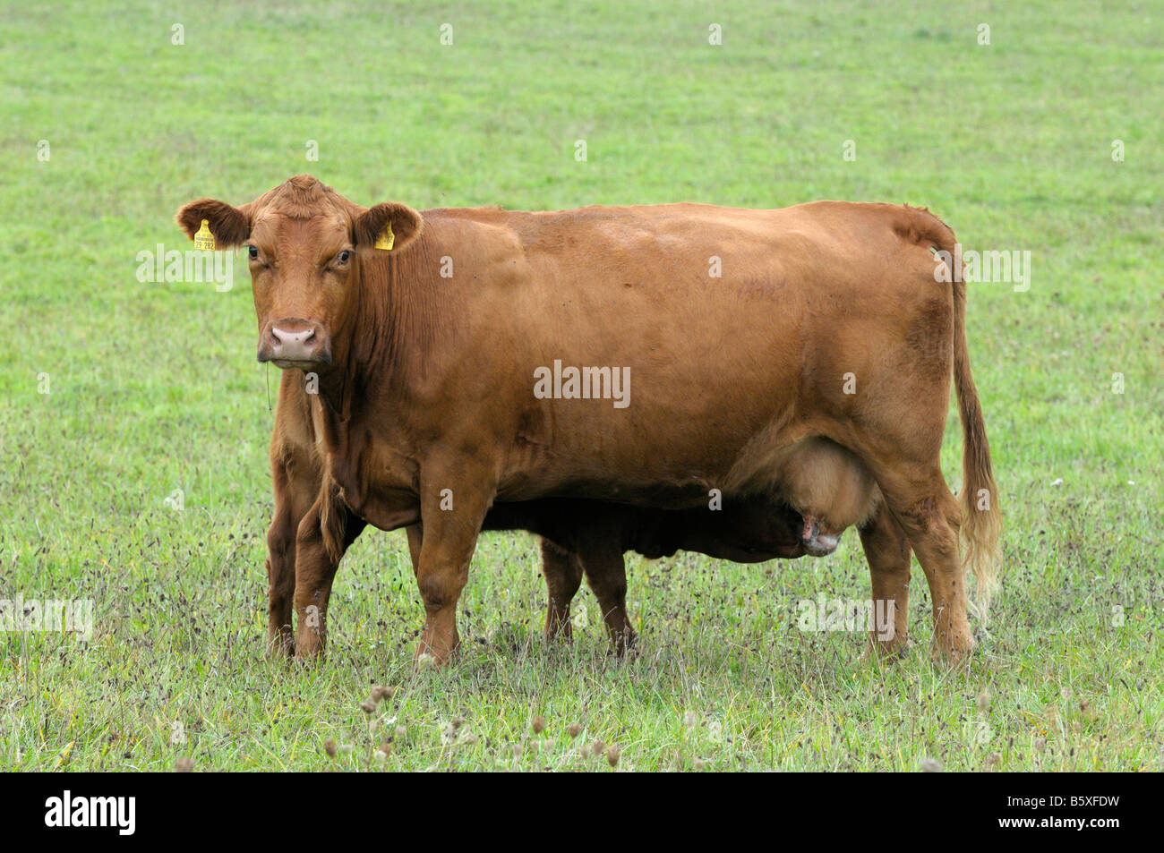 Red angus bos taurus calf hi-res stock photography and images - Alamy