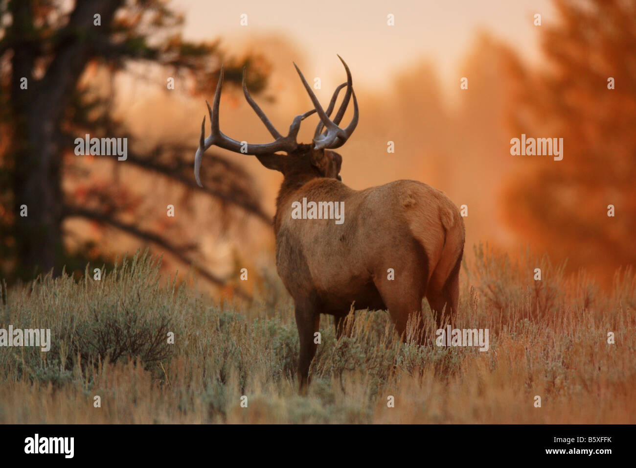 Bull Elk in golden morning light Stock Photo