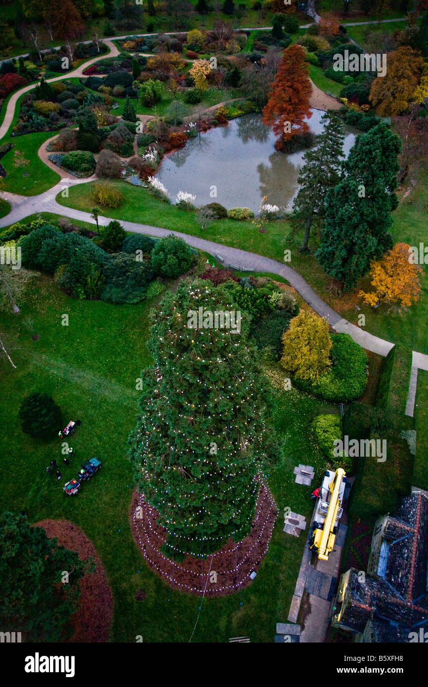 Christmas lights on giant redwood hires stock photography and images