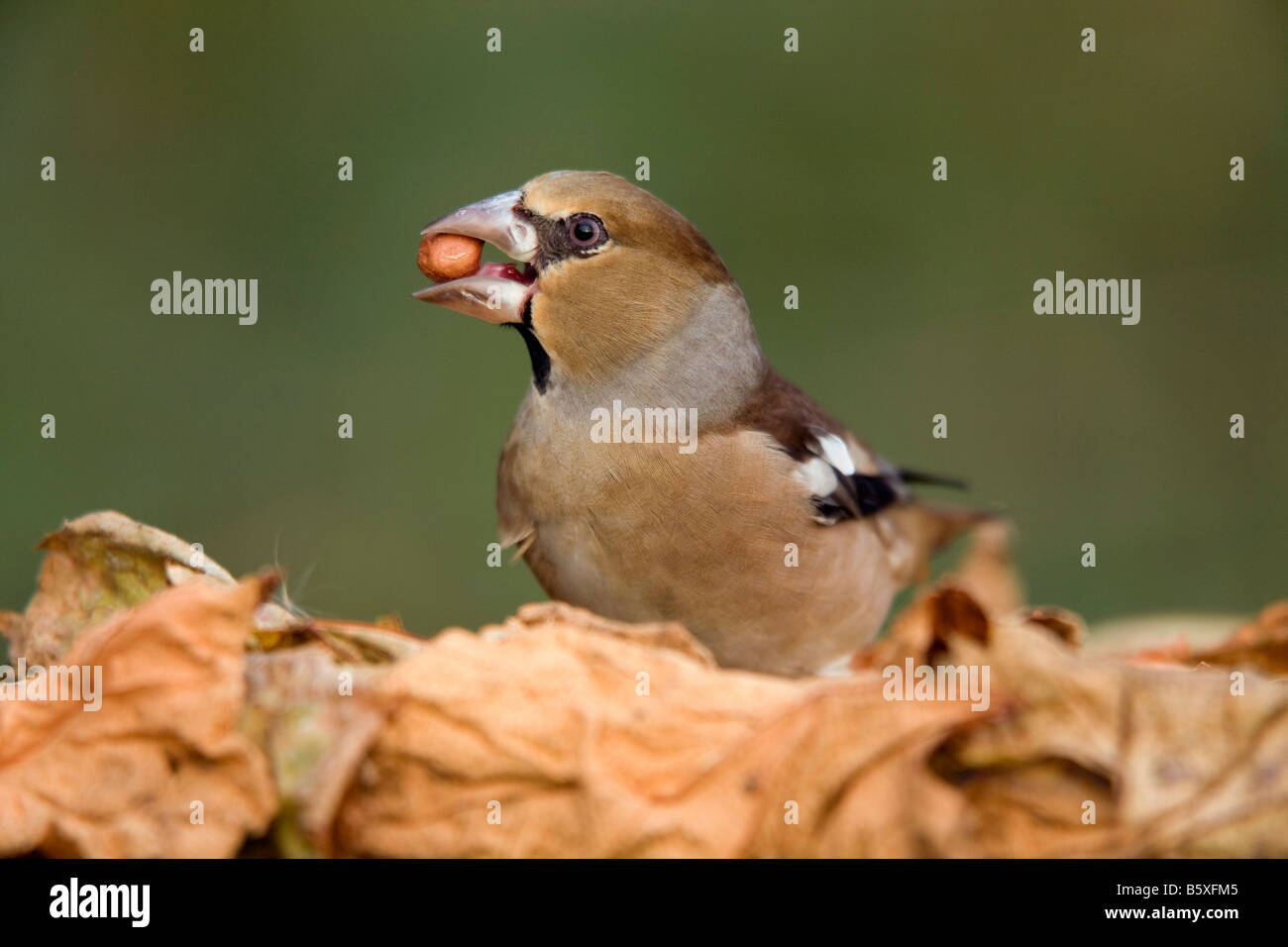 hawfinch Coccothraustes coccothraustes female with peanut Stock Photo