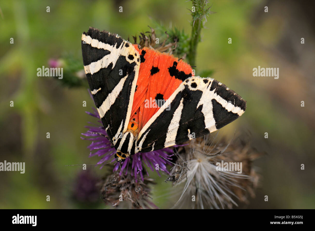 Jersey Tiger Moth, Russian Tiger Moth (Panaxia quadripunctaria) sitting on flowering stand Stock Photo