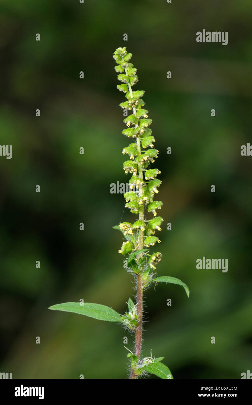 Annual Ragweed, Common Ragweed (Ambrosia artemisiifolia), flowering stem Stock Photo
