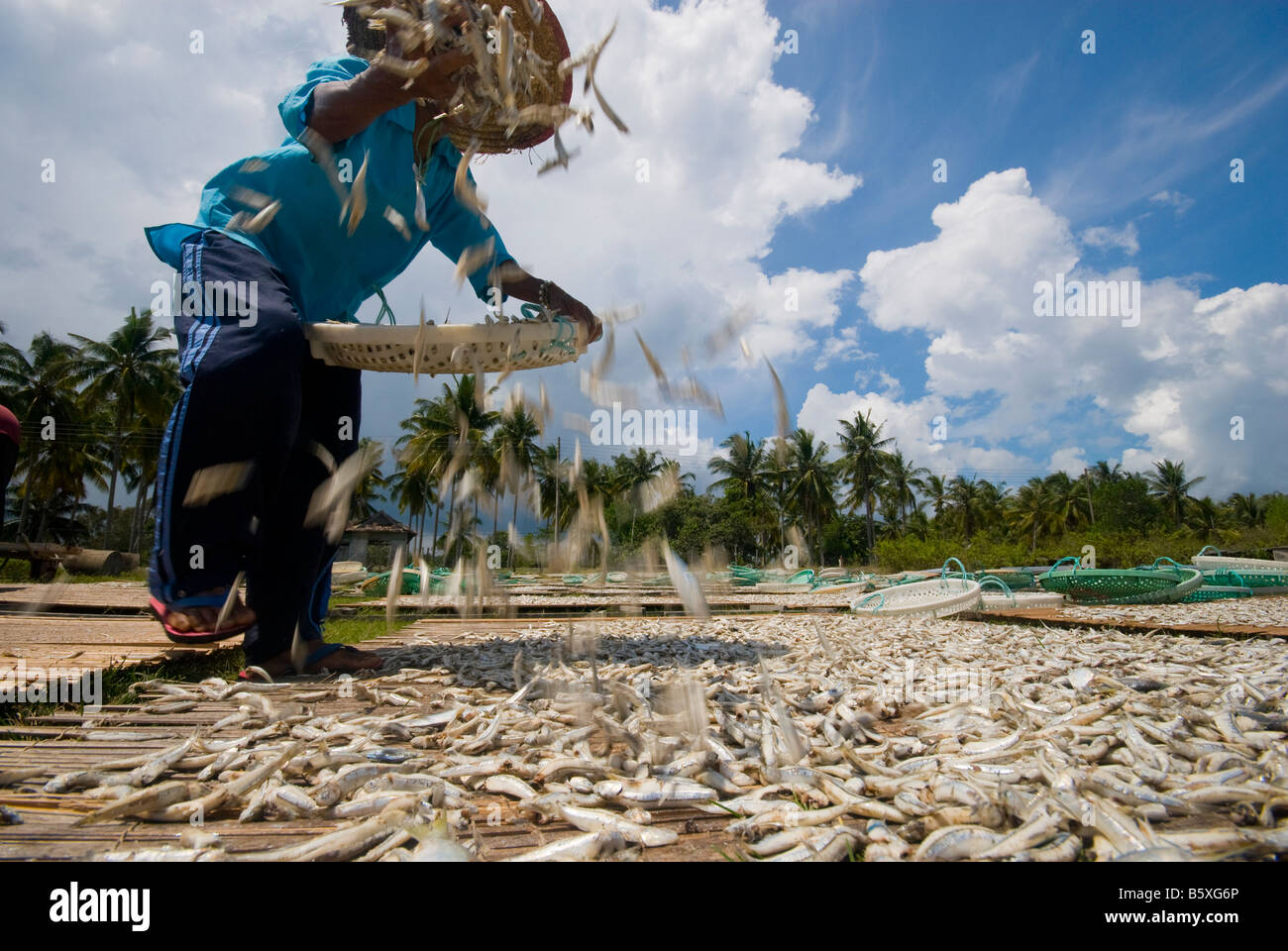 Traditional method of drying anchovies in Terengganu Malaysia Stock Photo