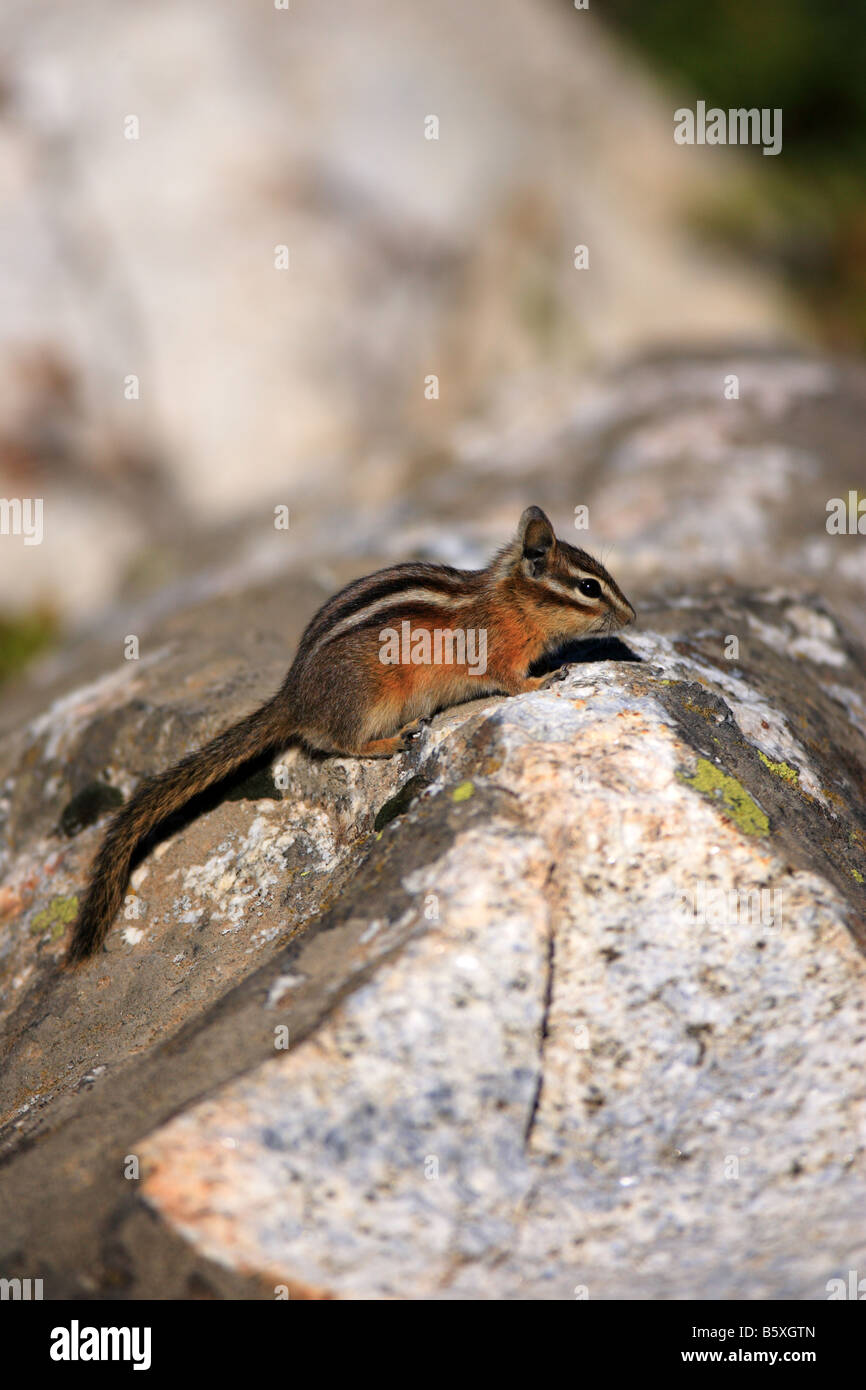 Least Chipmunk perched on a rock. Stock Photo