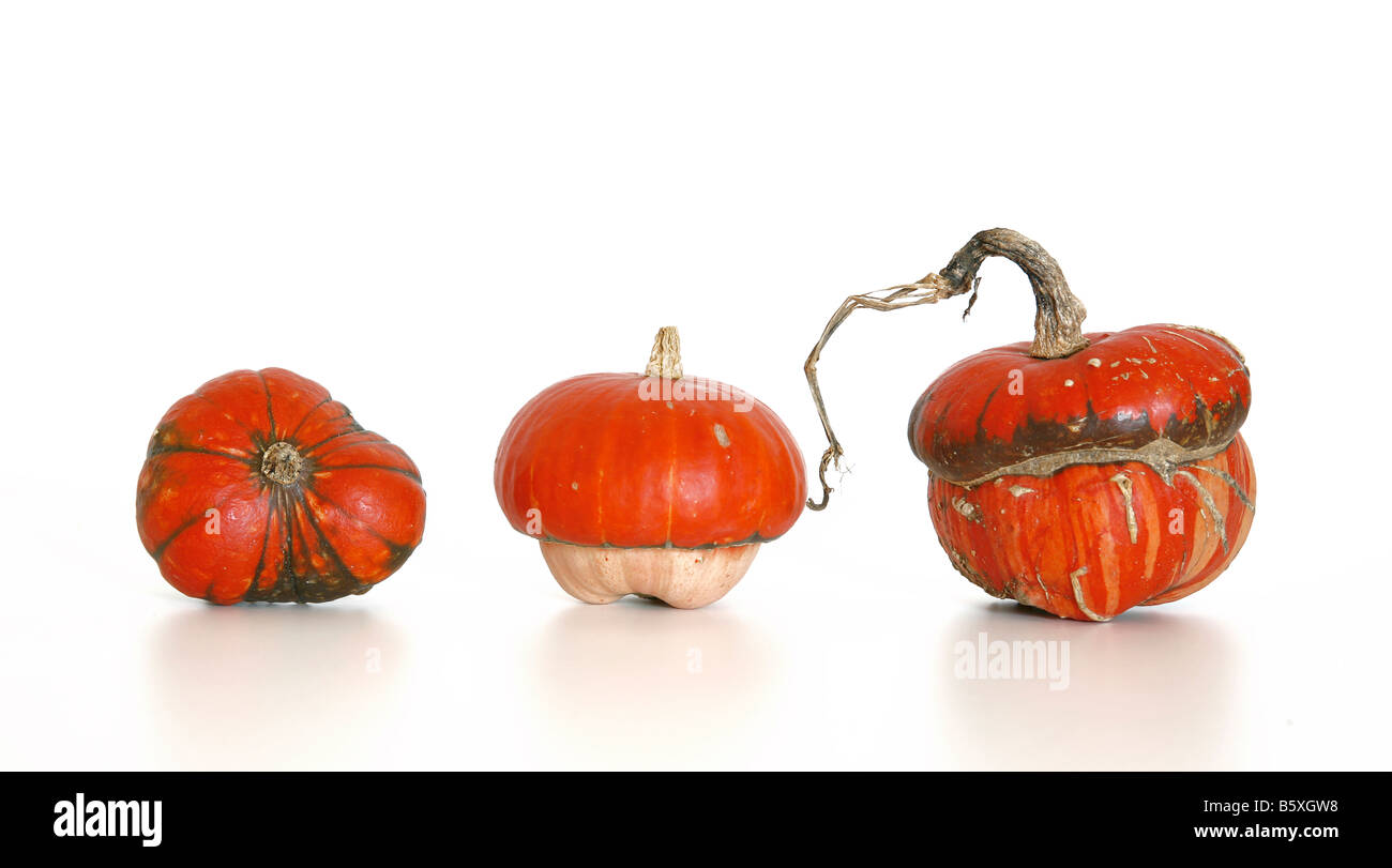Three orange coloured pumpkins on isolated white background Stock Photo ...