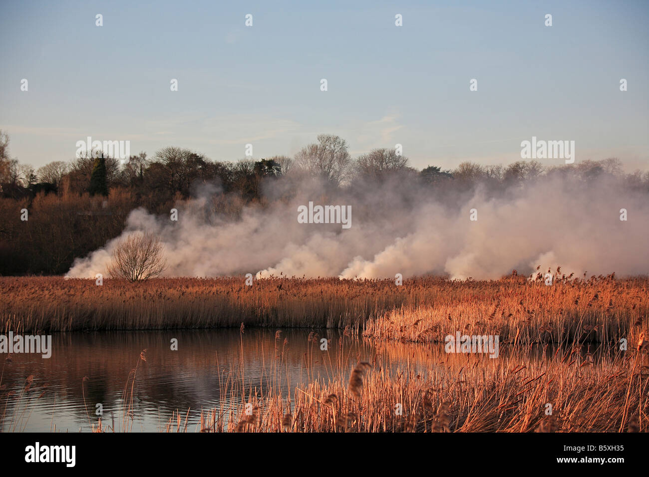1231 Reed burning Grove Nature Reserve Kent UK Stock Photo Alamy