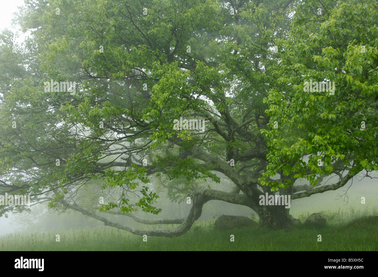 A Tree in the Early Morning Fog - Blue Ridge Parkway Stock Photo - Alamy