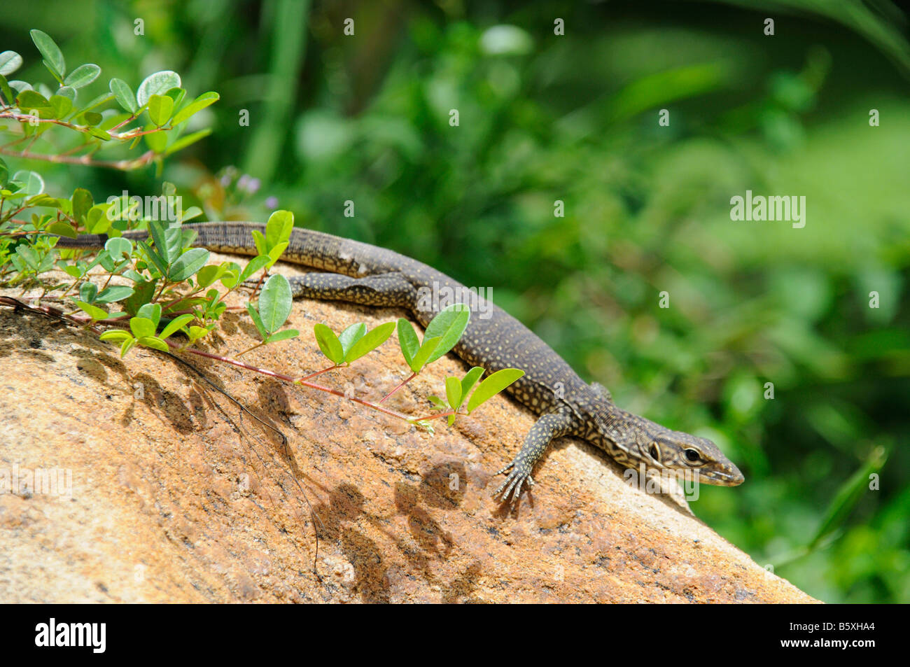 baby water monitor lizard on rock Stock Photo Alamy