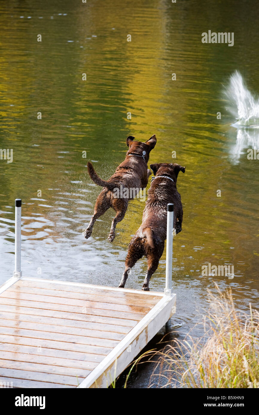 Chocolate labrador jumping off dock hires stock photography and images Alamy