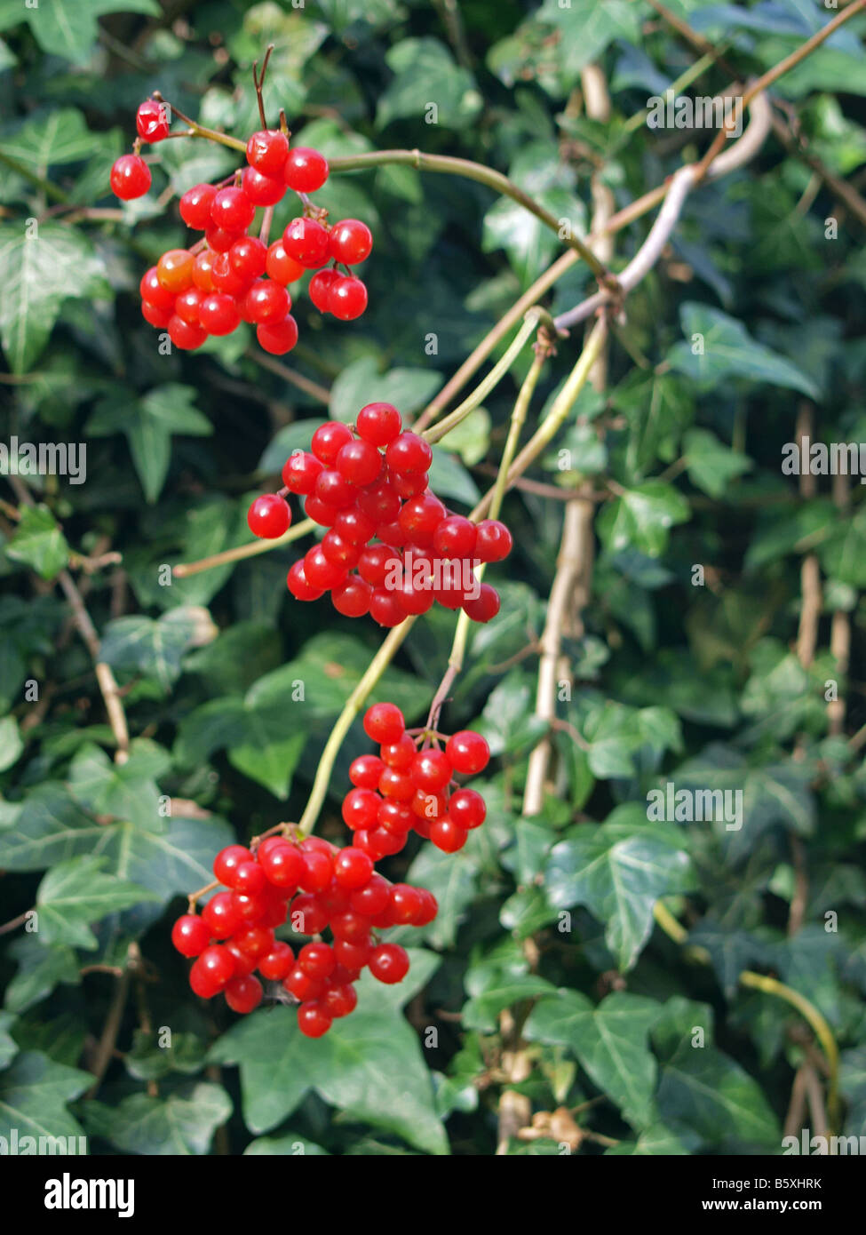 Red ivy berries in the autumn. Stock Photo