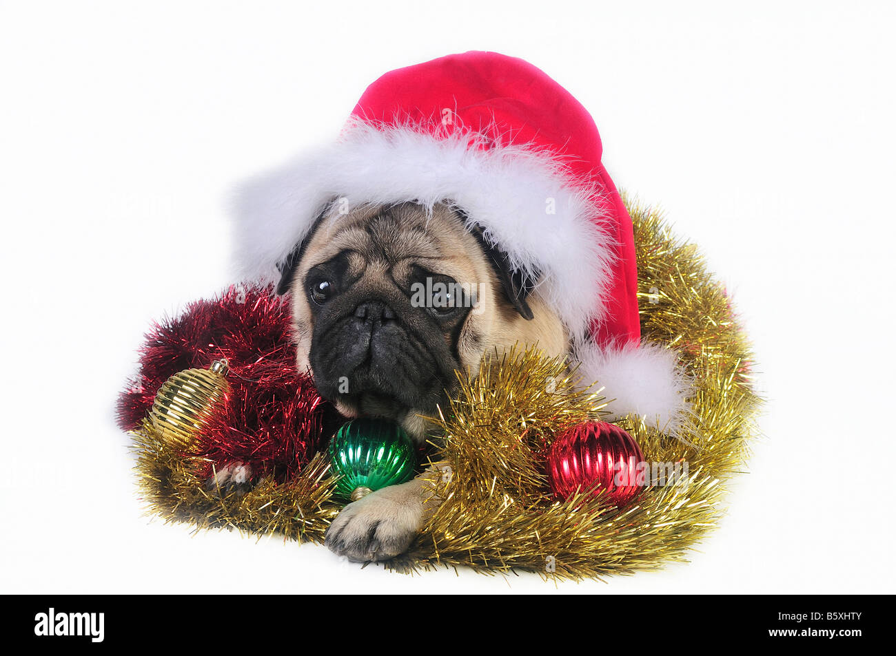 Pug dog wearing a santa hat, surrounded by Christmas ornaments . Stock Photo