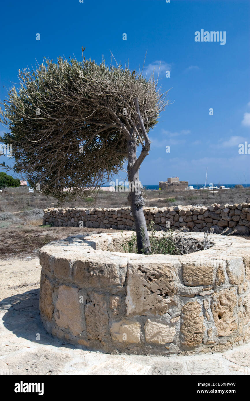 Windy style bend tree in Pahos Pafos Cyprus Stock Photo