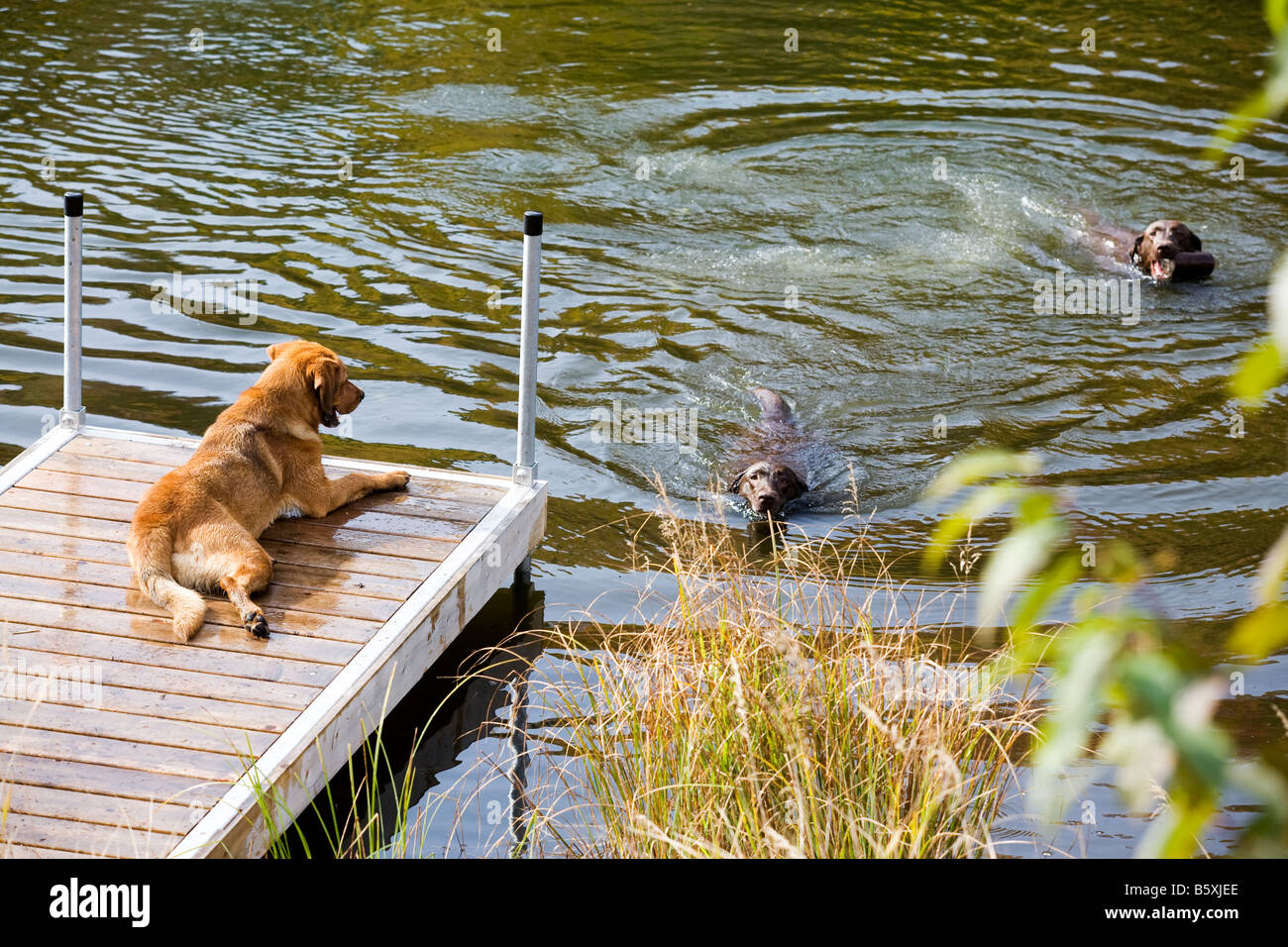 chocolate labrador dogs swimming in a freshwater lake with an autumnal coloured mountain in the background Stock Photo