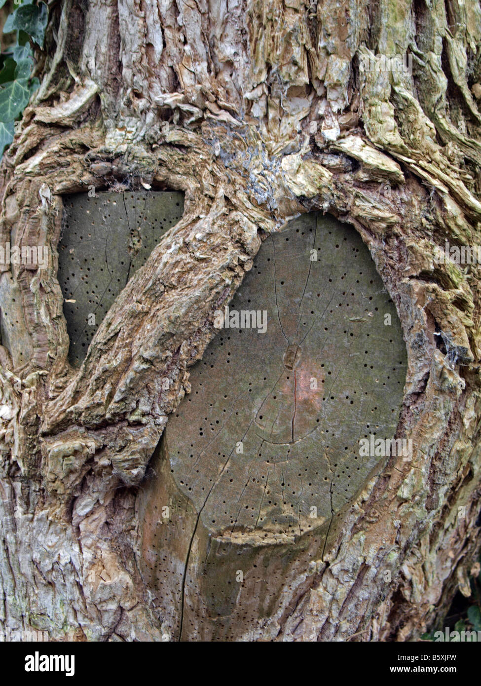 Knot on a tree Stock Photo Alamy