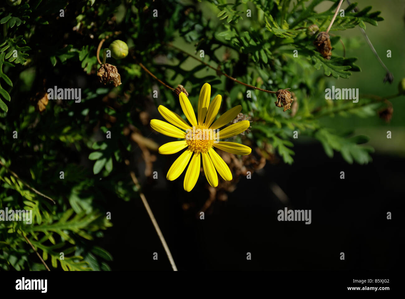 Single yellow Euryops flower with dead heads and leaves in the background Stock Photo