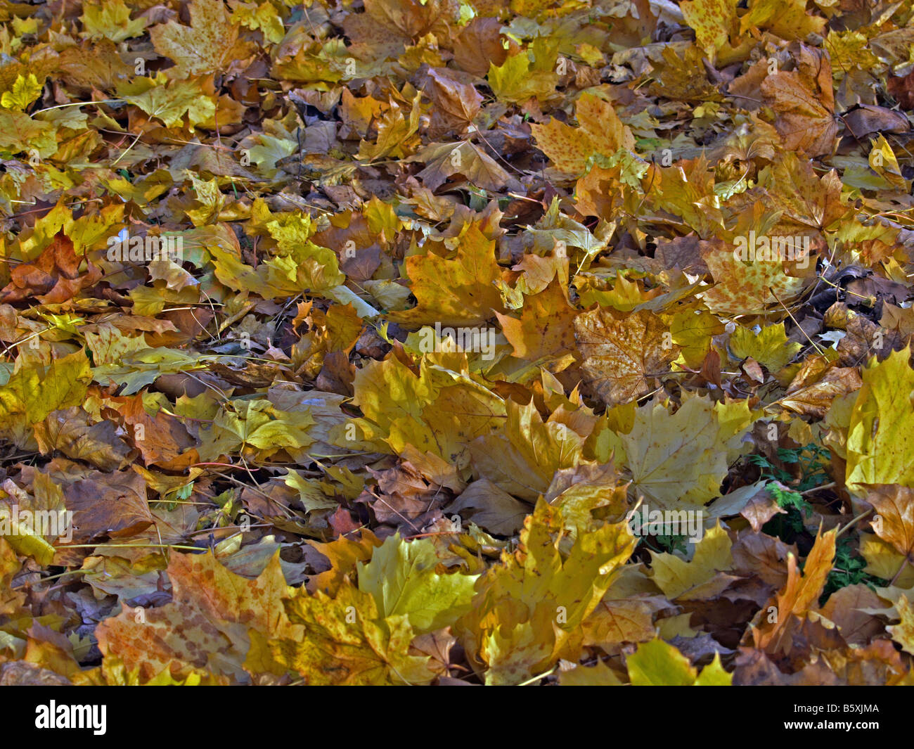 Golden leaves carpet woodland hi-res stock photography and images - Alamy