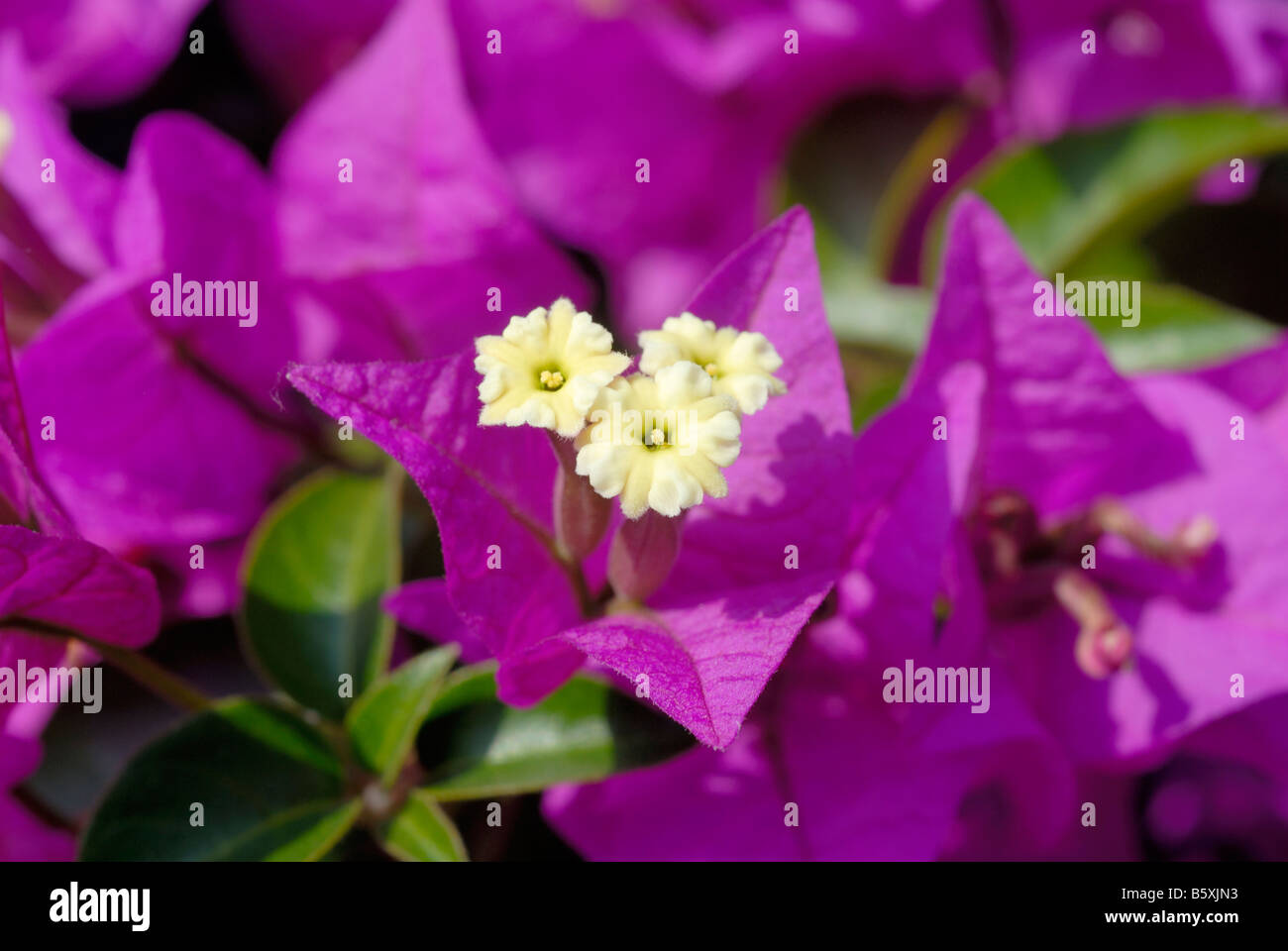 Bougainvillea a flowering plants native to South America, flourishes in