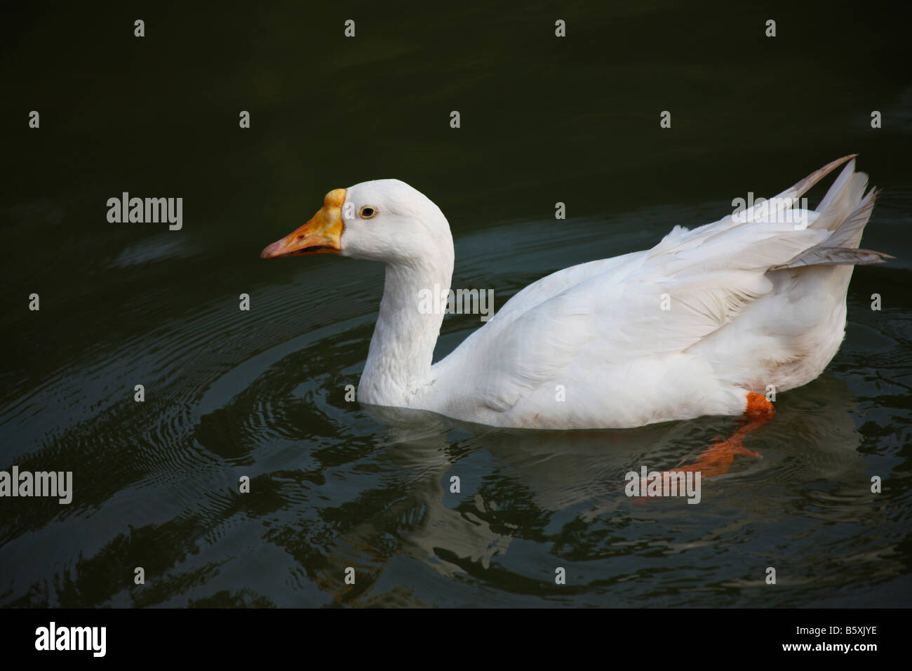 Duck swimming in water hires stock photography and images Alamy