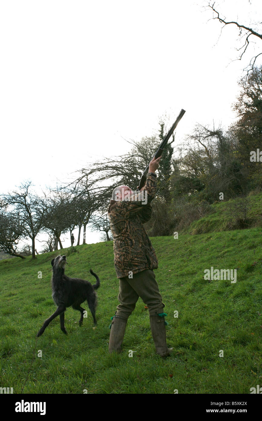 Pheasant hunter shooting shotgun skywards at driven pheasants as