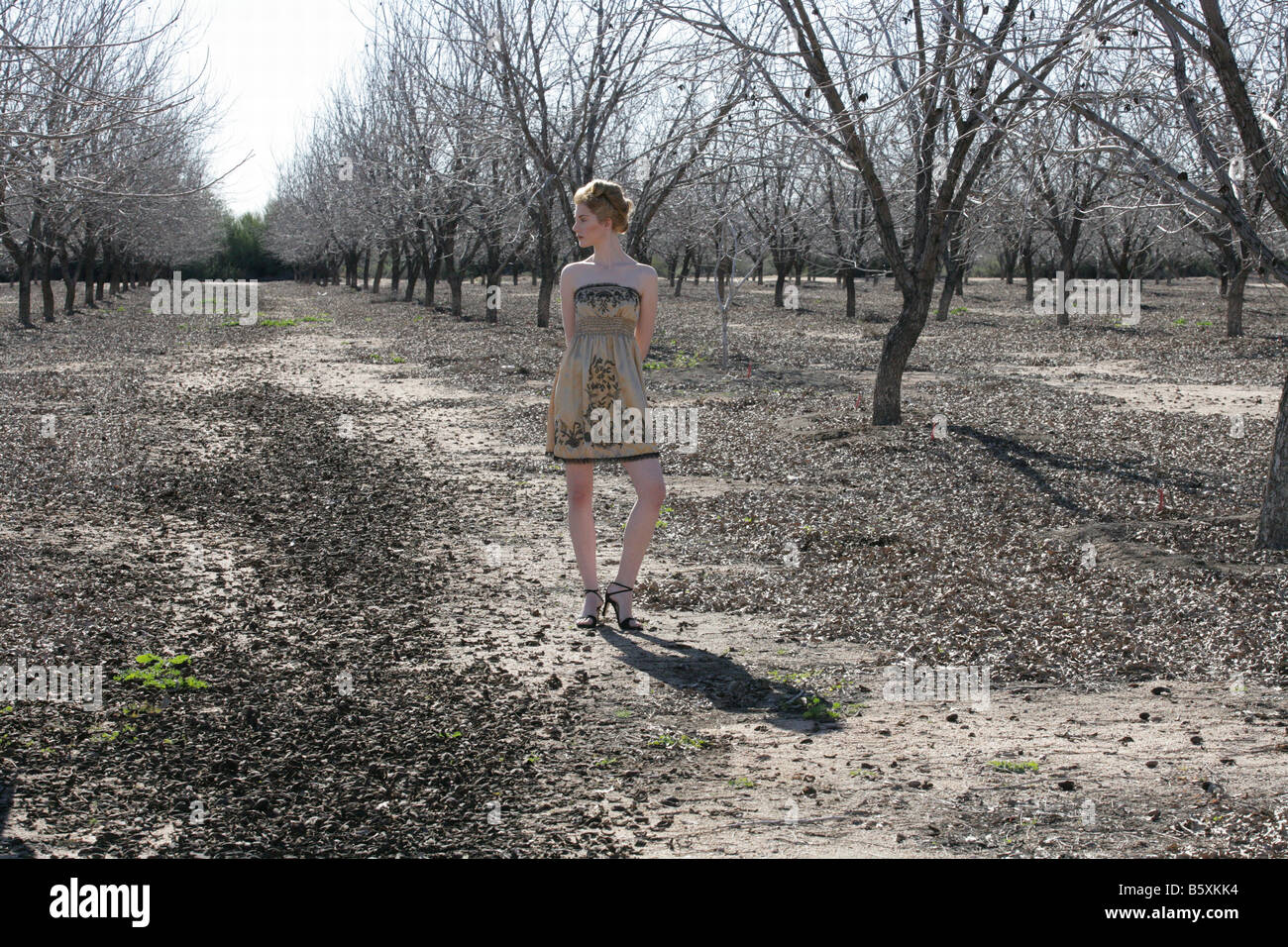 winter pecan trees duo four Stock Photo Alamy